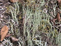 Cladonia darwinii