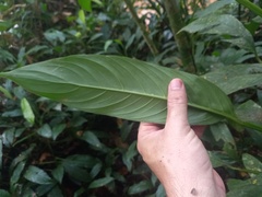 Philodendron oblongum