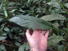 Philodendron oblongum
