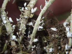 Cladonia darwinii