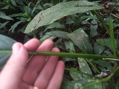 Philodendron oblongum