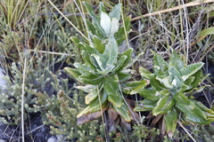 Hermas villosa