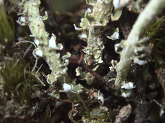 Cladonia darwinii