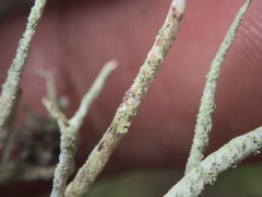 Cladonia darwinii