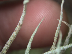 Cladonia darwinii