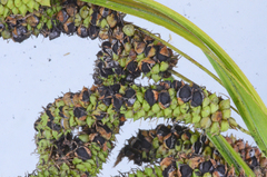 Anthracoidea heterospora