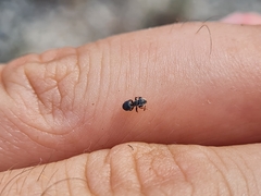Cephalotes