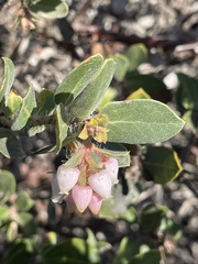Arctostaphylos morroensis