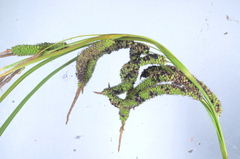 Anthracoidea heterospora