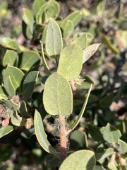 Arctostaphylos morroensis