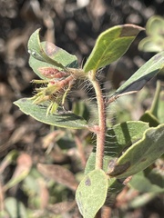 Arctostaphylos morroensis