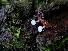 Marasmiineae