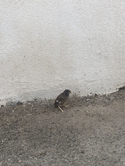 Acridotheres tristis