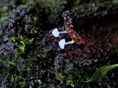 Marasmiineae