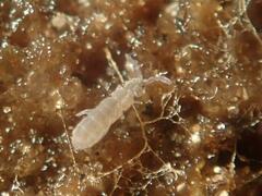 Vertagopus pseudocinereus