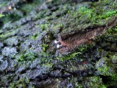Marasmiineae