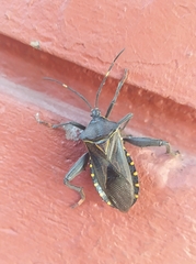 Pachylis argentinus