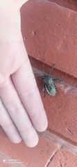 Pachylis argentinus