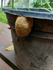 Laevicaulis natalensis natalensis