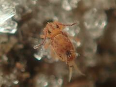 Dicyrtomina ornata
