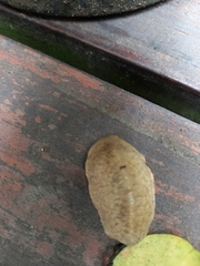 Laevicaulis natalensis natalensis