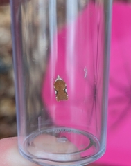 Acleris cervinana