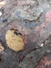 Laevicaulis natalensis natalensis