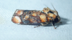 Chlamydastis molinella