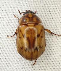 Cyclocephala weidneri
