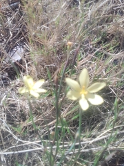 Sisyrinchium vaginatum