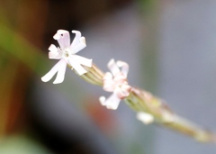 Silene burchellii