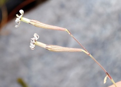 Silene burchellii