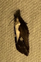 Acleris cristana