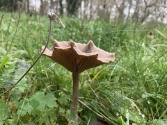 Pseudoclitocybe