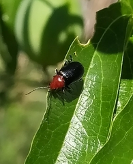 Cacoscelis nigripennis