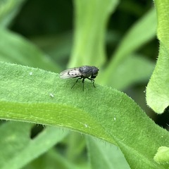 Paralimna punctipennis