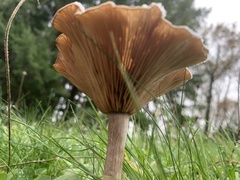 Pseudoclitocybe
