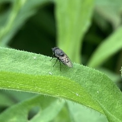 Paralimna punctipennis