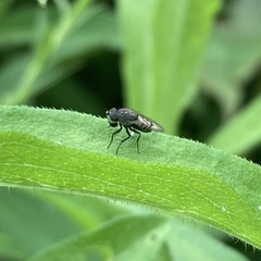 Paralimna punctipennis