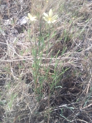 Sisyrinchium vaginatum