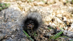 Podalia nigricostata