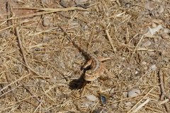 Agama aculeata