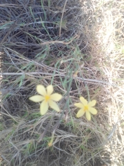 Sisyrinchium vaginatum