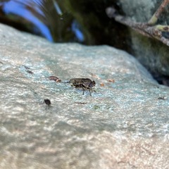 Paralimna punctipennis