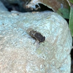 Paralimna punctipennis