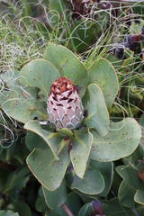 Protea speciosa
