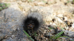 Podalia nigricostata