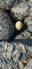 Brachycereus nesioticus