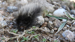 Podalia nigricostata