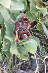 Protea speciosa